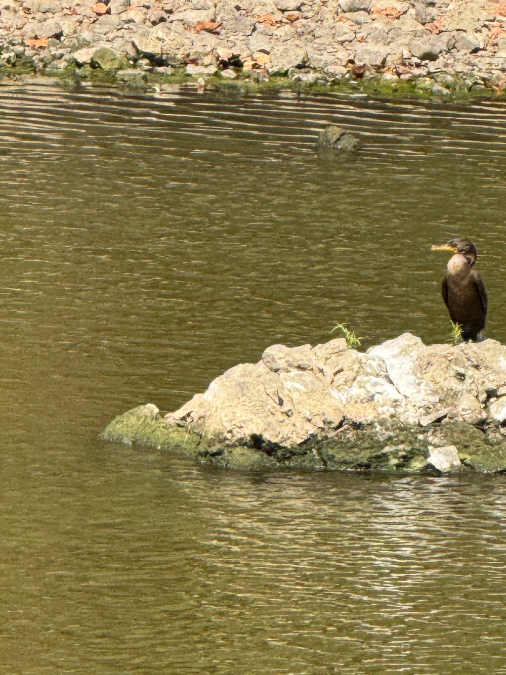 A thought about thoughts